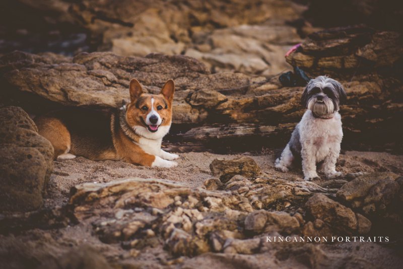 Dog Photographer Newport Beach