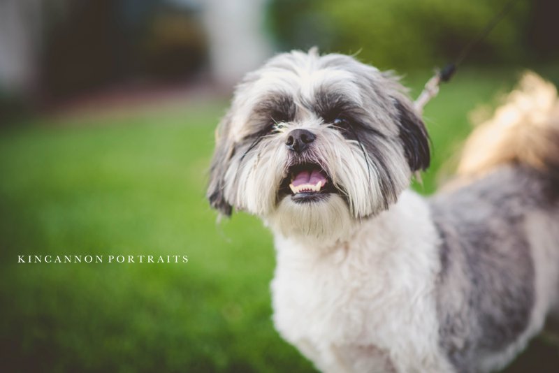 Pet Portraits Newport Beach